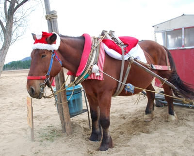 砂丘のクリスマス