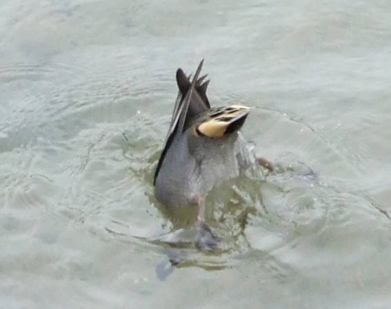コガモ採餌中