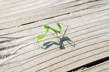 カマキリ