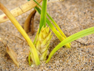 コウボウシバの新芽