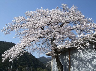 日野総合第２庁舎の桜