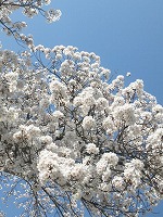 日野総合第２庁舎の桜
