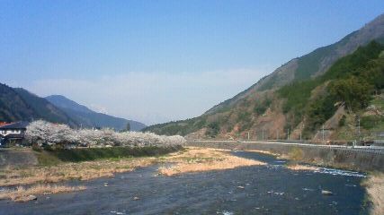 日野川沿いの桜