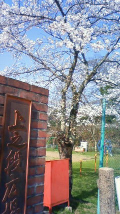 江府町の上の段公園の桜