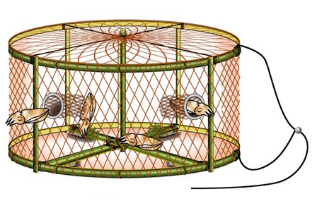 イカが漁具に入る