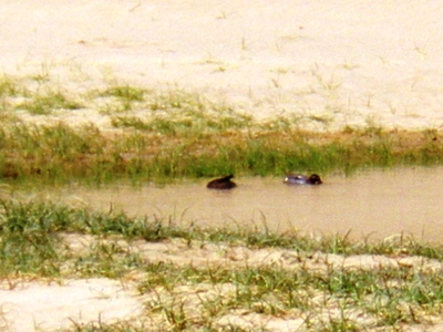 オアシスを泳ぐ２羽の鴨