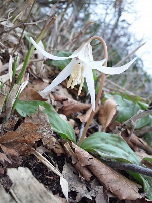 白いカタクリの花