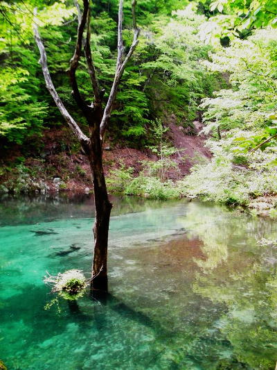 木谷沢渓流