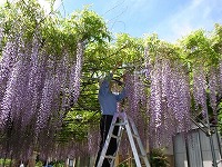 藤の手入れをされる住職