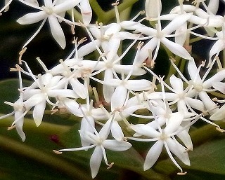 ミズキの花のアップ