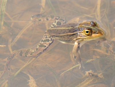 トノサマガエル