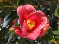 赤侘助（あかわびすけ）の花の写真