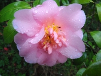 安寿姫（あんじゅひめ）の花の写真