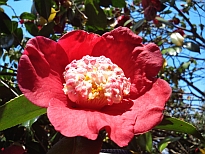 今熊谷（いまくまがい）の花の写真