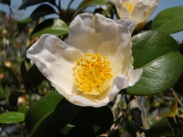 羽前小桜（うぜんこざくら）の花の写真