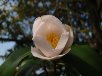 大満（おおま）の花の写真