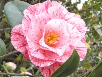唐錦（からにしき）の花の写真