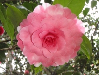 紀州司（きしゅうつかさ）の花の写真