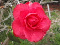 京牡丹（きょうぼたん）の花の写真