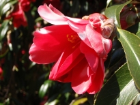 孔雀椿（くじゃくつばき）の花の写真