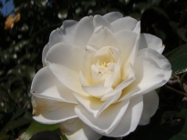見驚（けんきょう）の花の写真