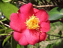 紅乙女（こうおとめ）の花の写真