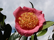 紅梅（こうばい）の花の写真