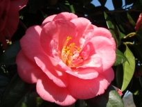 五色八重散椿（ごしきやえちりつばき）の花の写真2