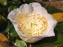 御所桜（ごしょざくら）の花の写真