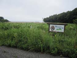 sagyoumae