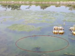 弓浜承水路の海藻状況2