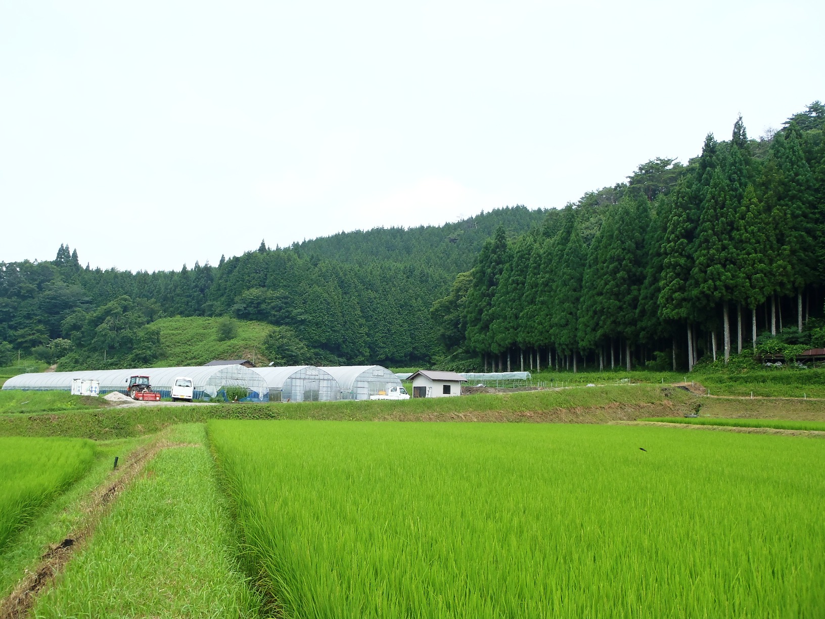 genchinoyousu