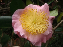 桜狩（さくらがり）の花の写真