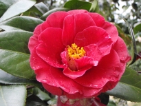 桜葉椿（さくらばつばき）の花の写真