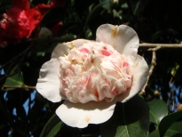 絞唐子（しぼりからこ）の花の写真