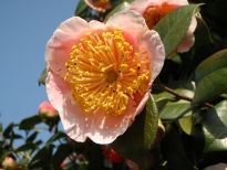 昭和の光（しょうわのひかり）の花の写真