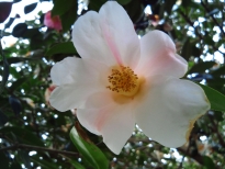 昭和侘助（しょうわわびすけ）の花の写真