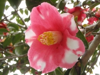 白玉絞（しらたましぼり）の花の写真