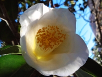 白八朔（しろはっさく）の花の写真