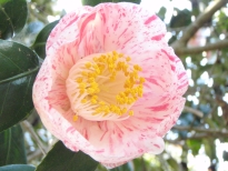 玉霞（たまがすみ）の花の写真