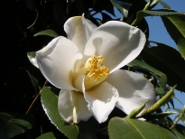 蝶千鳥（ちょうちどり）の花の写真