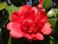 南蛮紅（なんばんこう）の花の写真