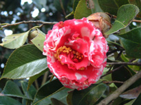 大日の曙（だいにちのあけぼの）の花の写真