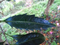柊葉椿（ひいらぎばつばき）の葉の写真