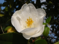 久松白（ひさまつしろ）の花の写真