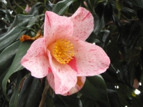 氷室雪月花（ひむろせつげっか）の花の写真