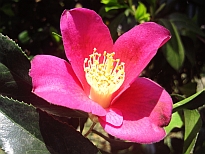 枇杷葉椿（びわばつばき）の花の写真