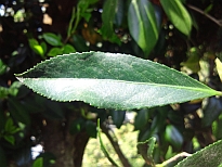 枇杷葉椿（びわばつばき）の葉の写真