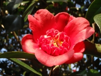 紅唐子（べにからこ）の花の写真