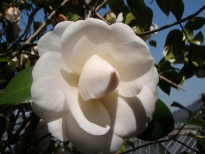 宝珠（ほうしゅ）の花の写真